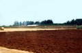 Mesaoria